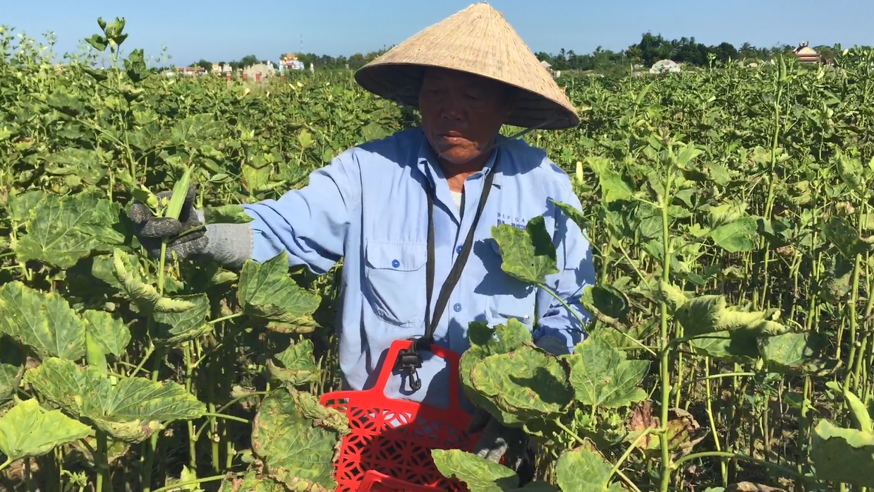 Quảng Điền Hiệu quả từ mô hình đậu bắp