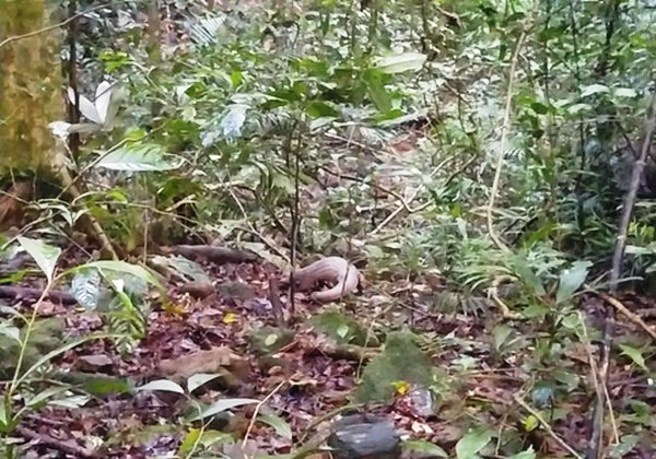 A rare pangolin released back to natural environment