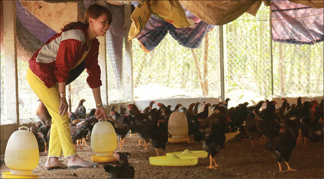 Chăn nuôi theo hướng VietGAP
