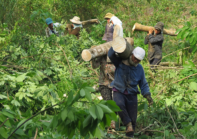 Lo lắng khi người dân chặt cây cao su