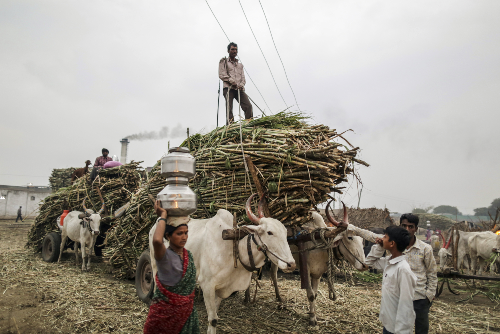 Ấn Độ sắp trở thành nhà sản xuất đường lớn nhất thế giới