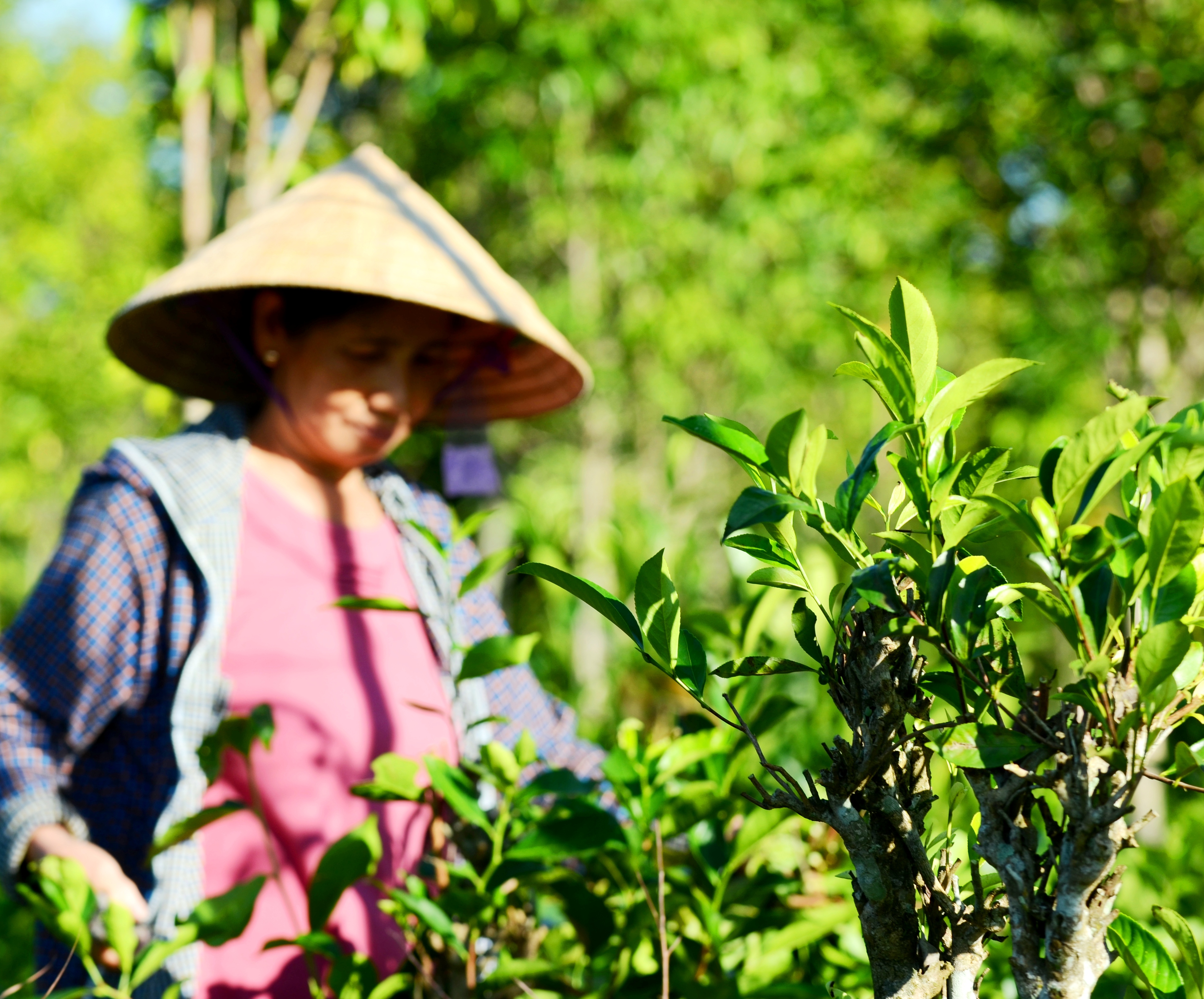 Thủy Bằng xanh mát chè tươi