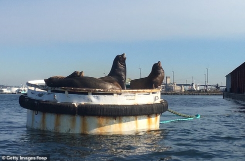 13 con sư tử biển bị chết ở bờ biển Washington trong 3 tháng qua