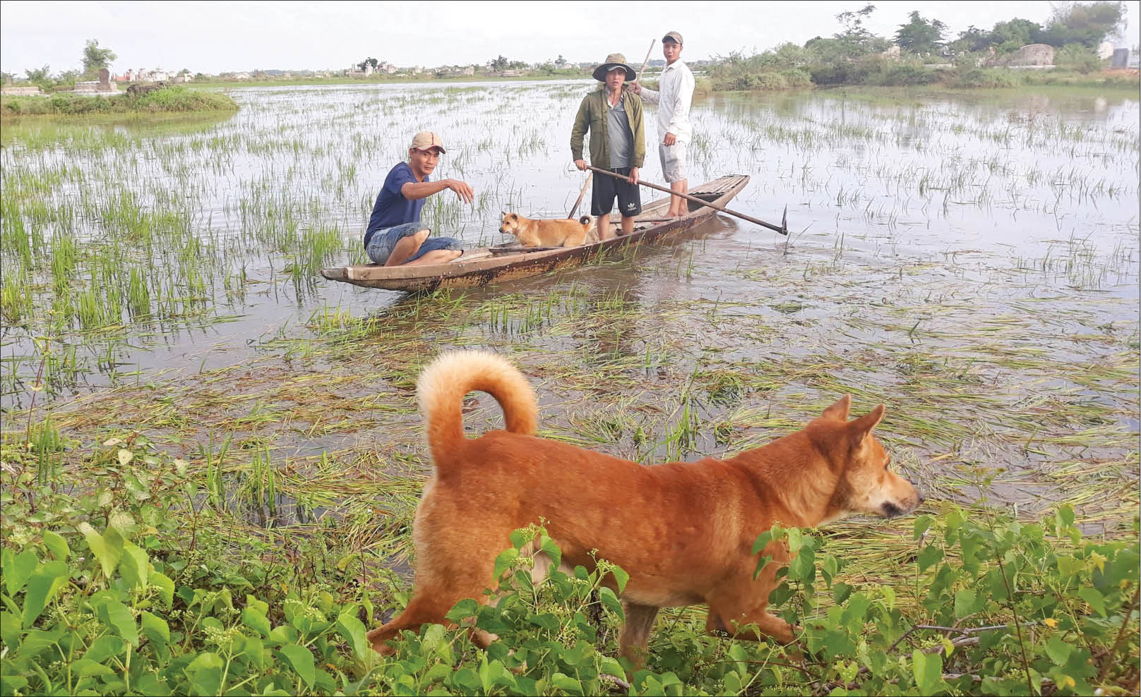 Lội đồng săn chuột