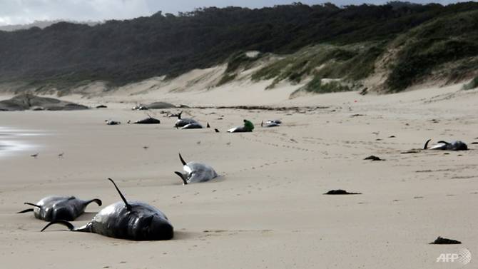 Cá voi mắc cạn chết hàng loạt ở Australia