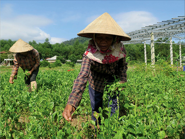 Agricultural products “cross the forests” to the city