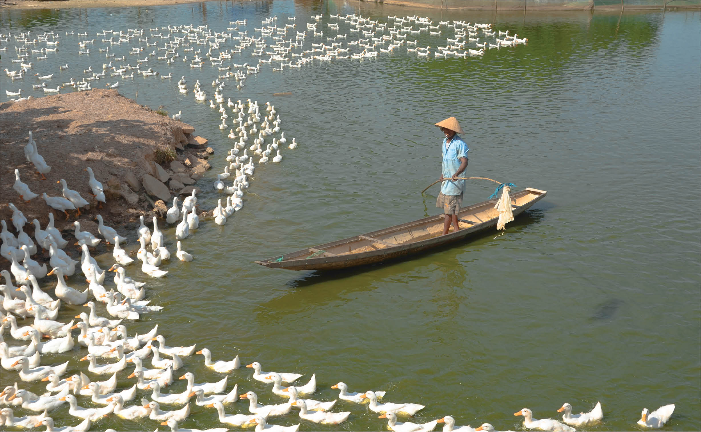 Nuôi vịt không nghèo