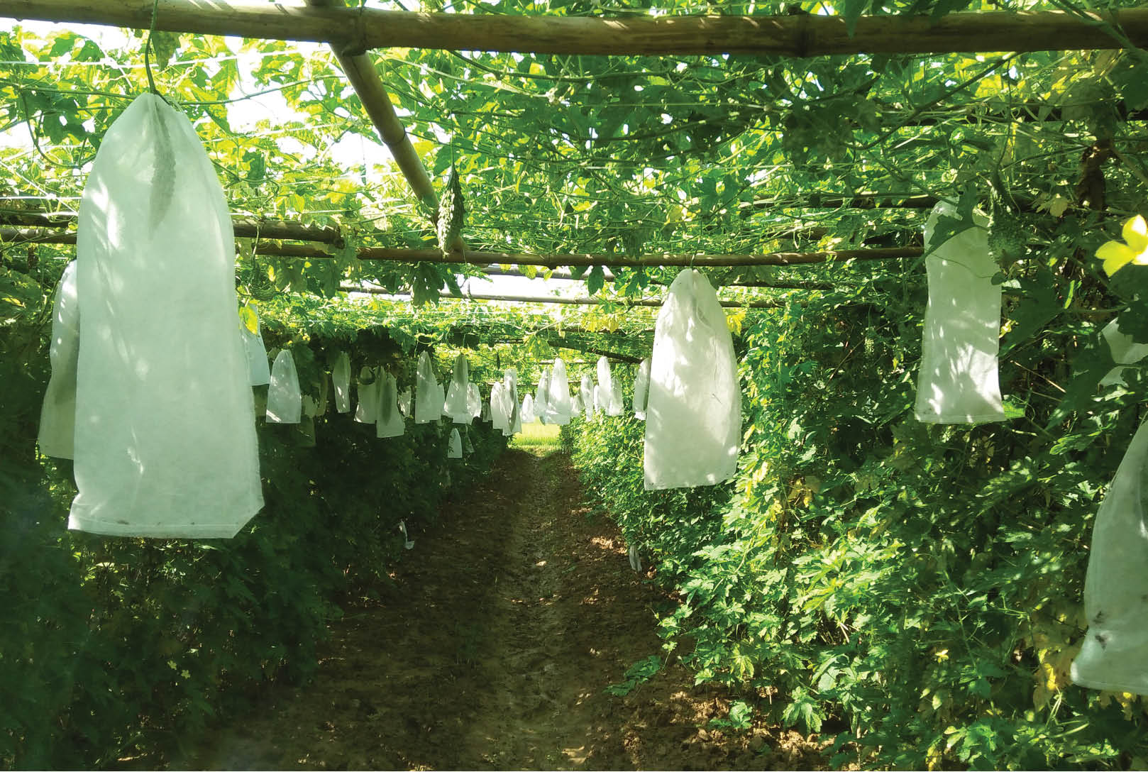 Trà mướp đắng VietGAP