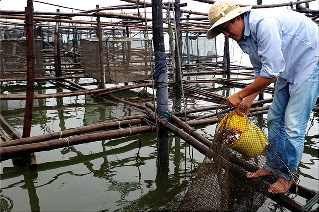 Flood-crossing Caged fish to have a bumper
