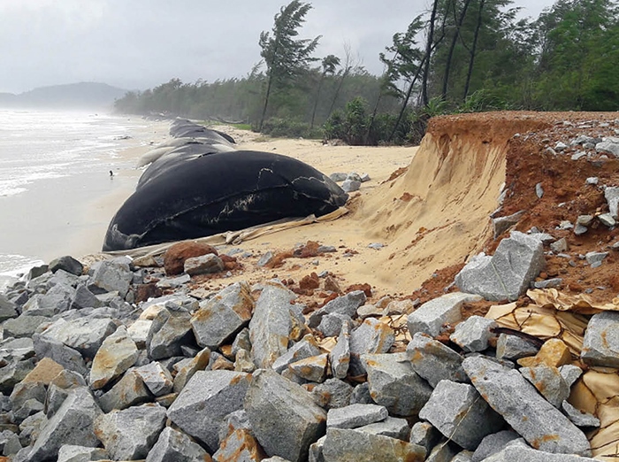 Vinh Hải lại lo sạt lở bờ biển