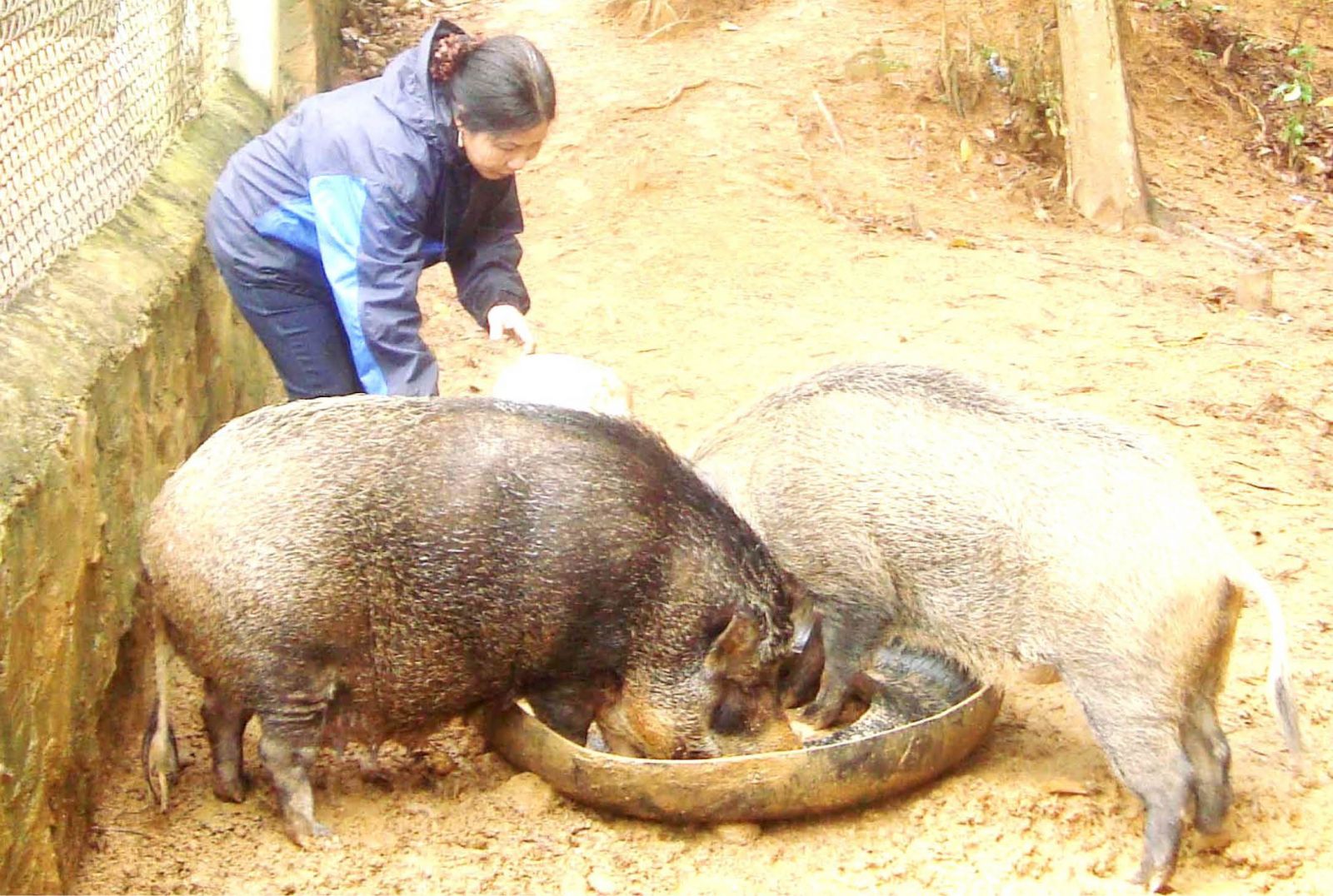 Pa Co young man gave birth to boar-breeding job