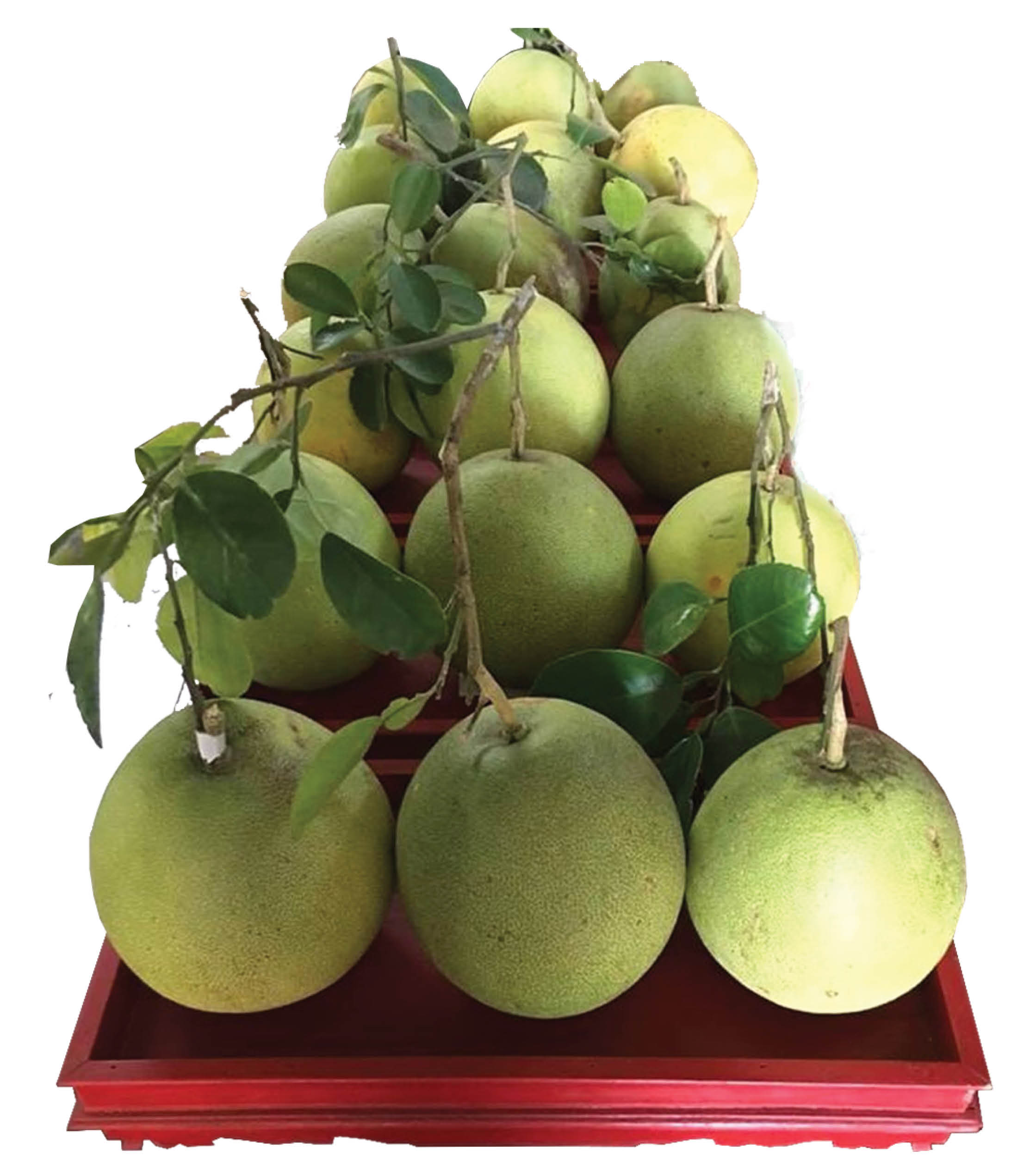 Cung tiến thanh trà