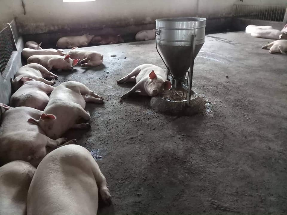 200 con lợn bị lở mồm long móng