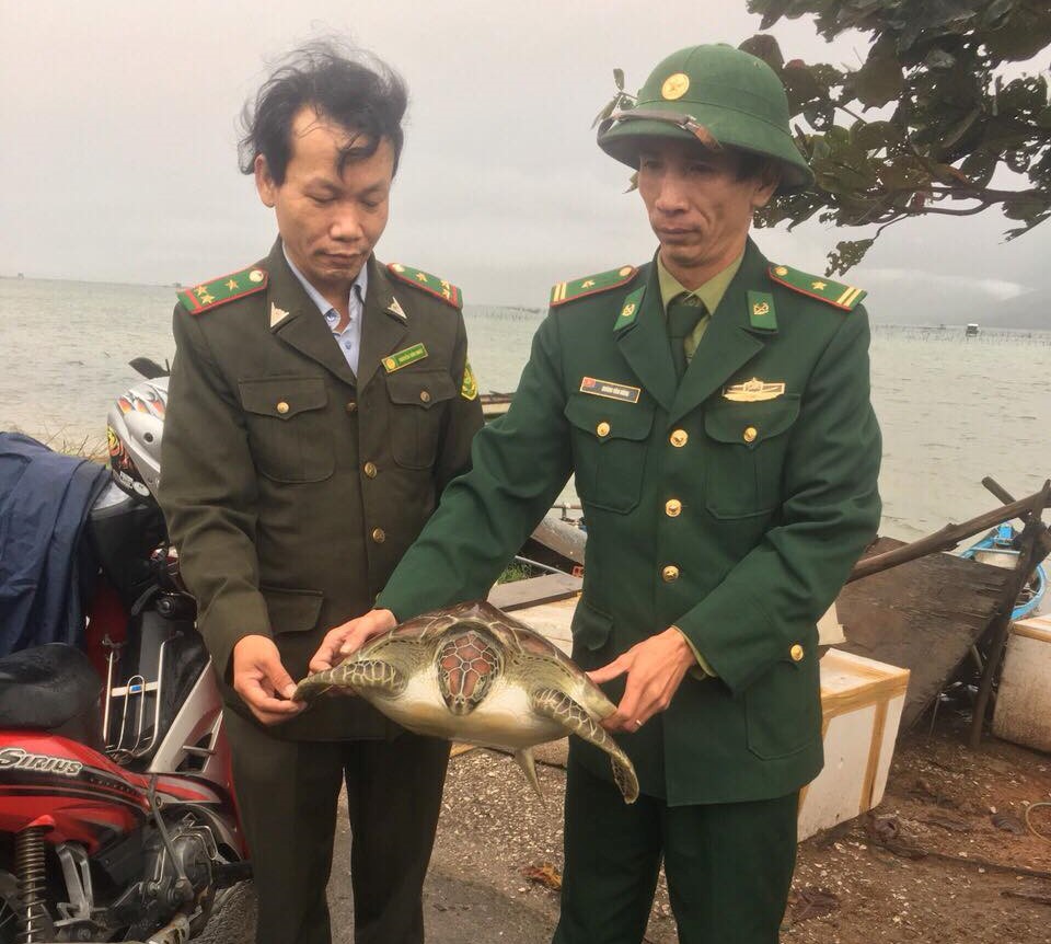 A valuable and rare sea turtle released back to natural environment