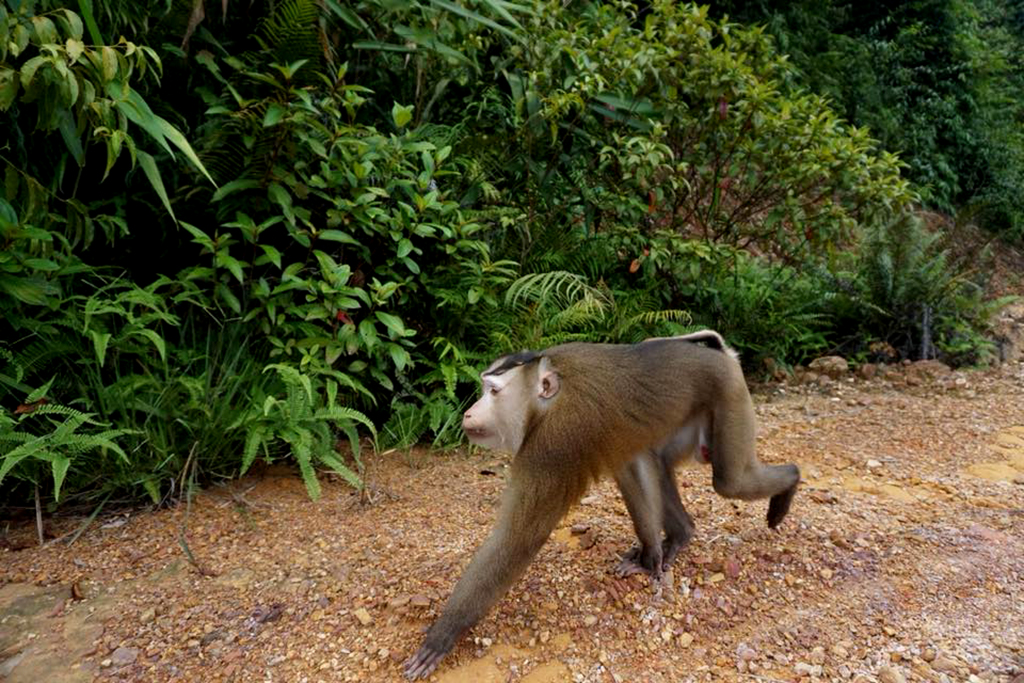 Thừa Thiên Huế province looks for pig-tailed macaque