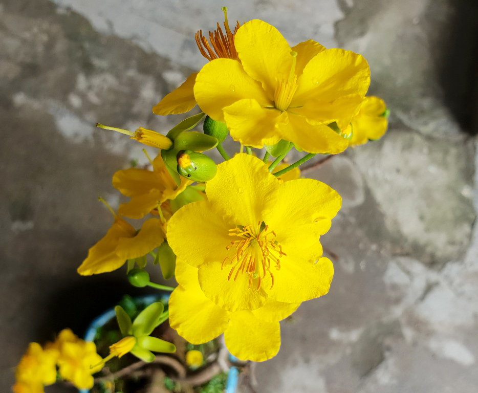 Quảng hương mộc mai, loài mai mới ở Huế