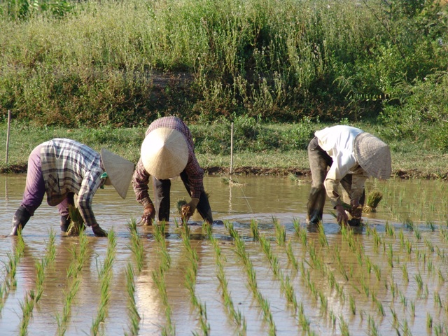 Cho vụ mùa bội thu