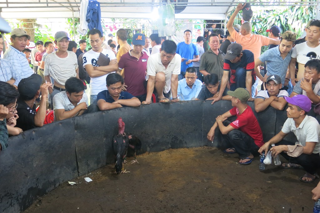 Hue organizes folk games in the center of the city