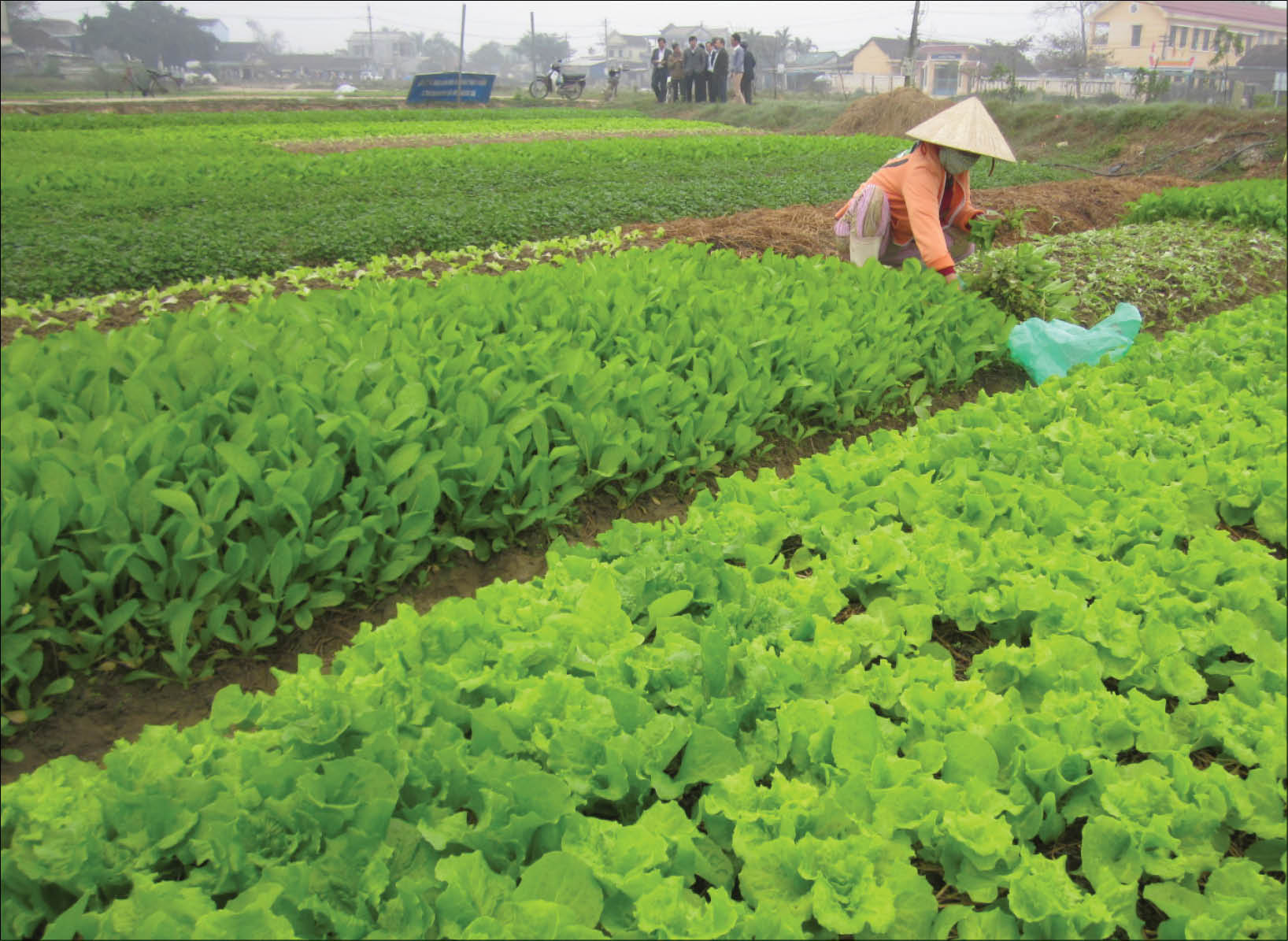 Xuống đồng đầu năm