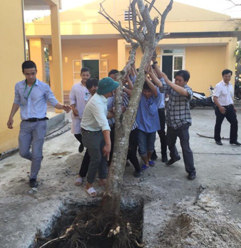 Chỉnh trang, tạo môi trường xanh ở Bệnh viện Phú Vang