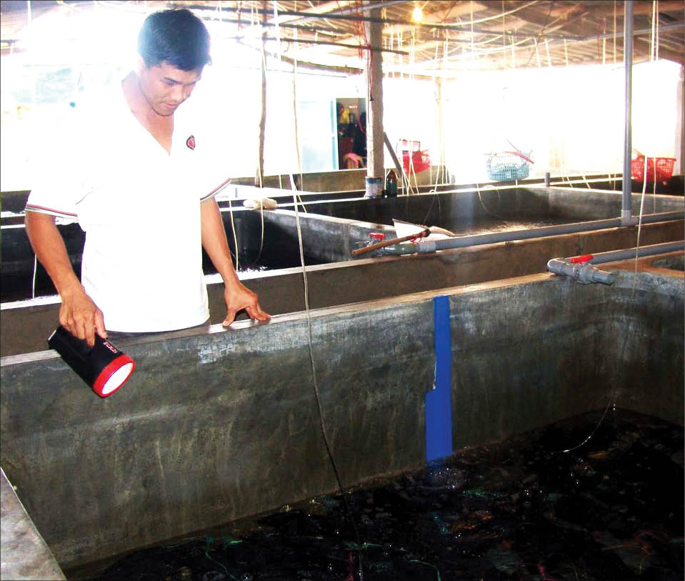 Vẫn lo thiếu tôm giống