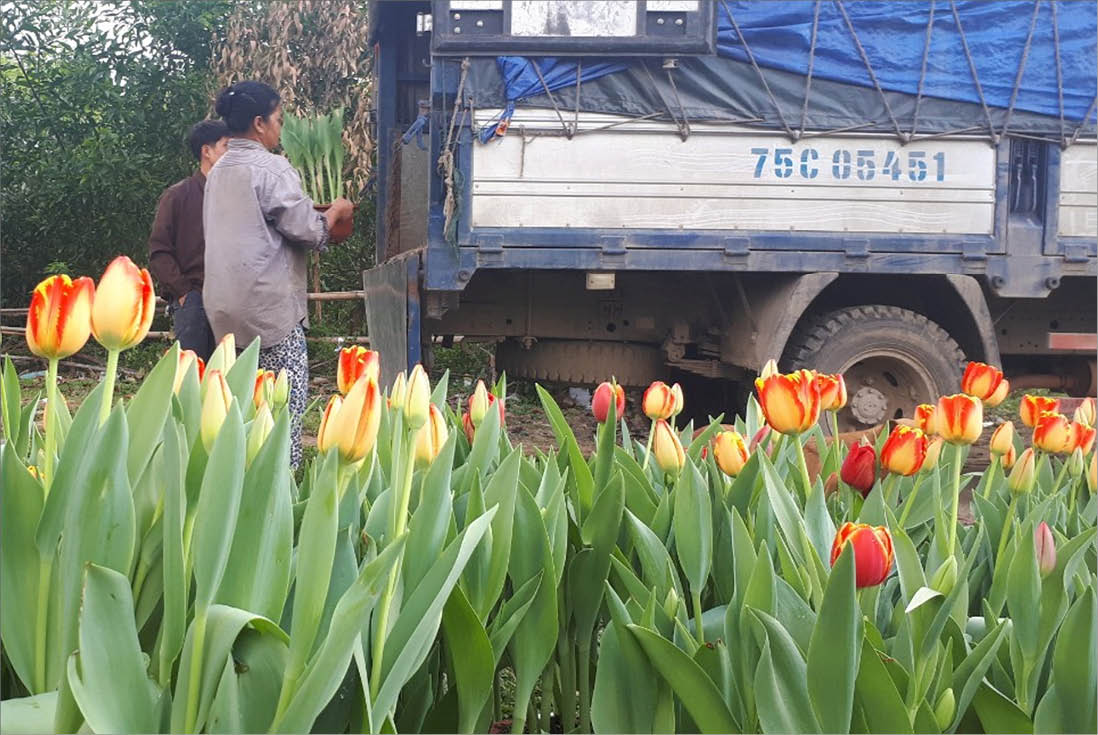 Đặc sản hoa tuylip A Lưới