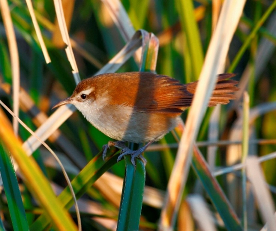 1 700 loài đứng trước nguy cơ tuyệt chủng do nhu cầu sử dụng đất gia tăng