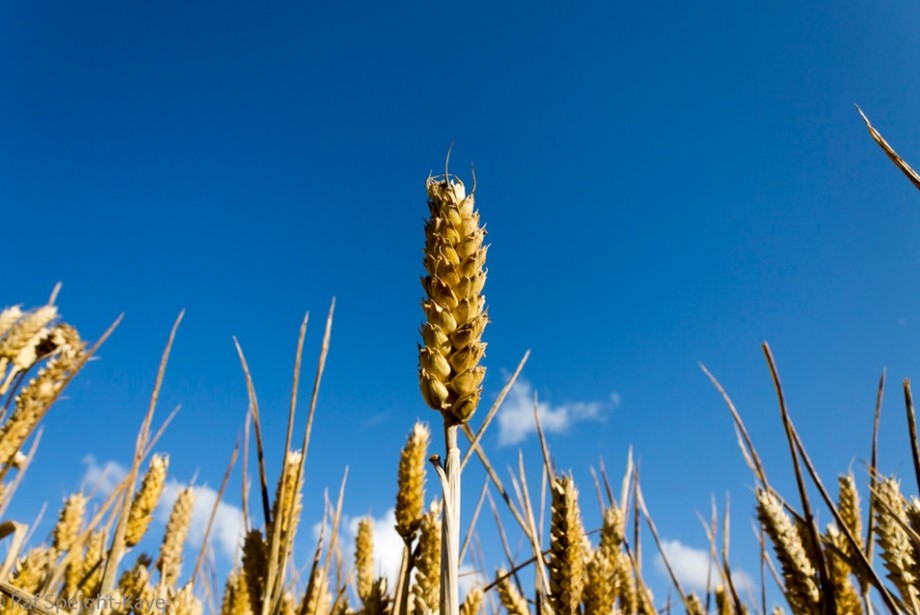 FAO công bố dự báo đầu tiên về sản lượng lúa mì thế giới năm 2019