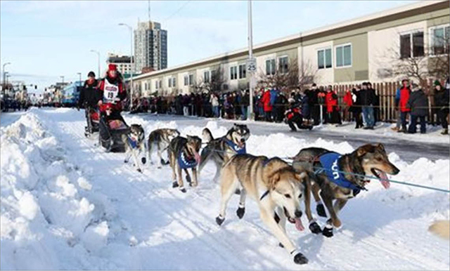 Sôi động cuộc đua chó kéo xe Iditarod tại Alaska