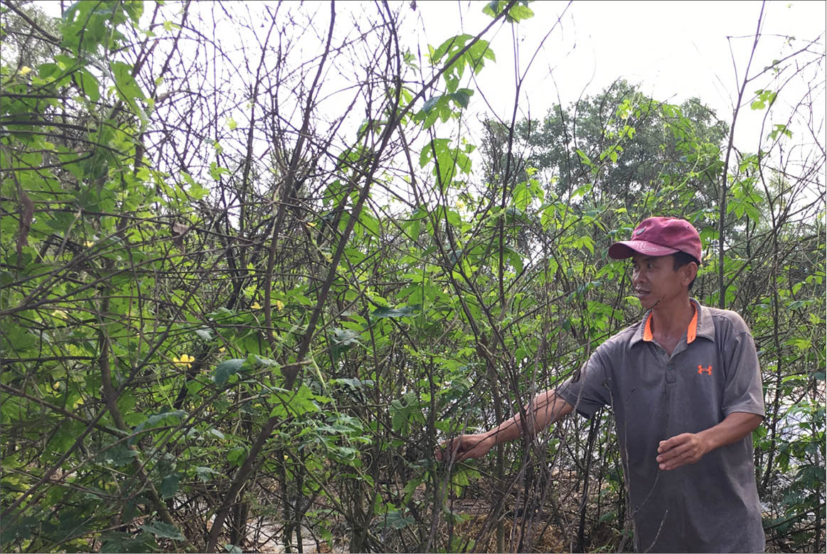 Quảng Thái phát triển mô hình mướp đắng VietGAP
