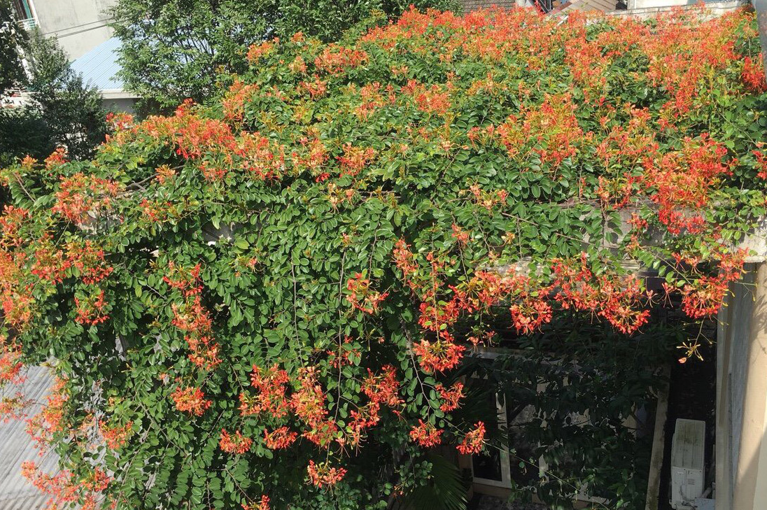 Lâm phượng vĩ trên đồi