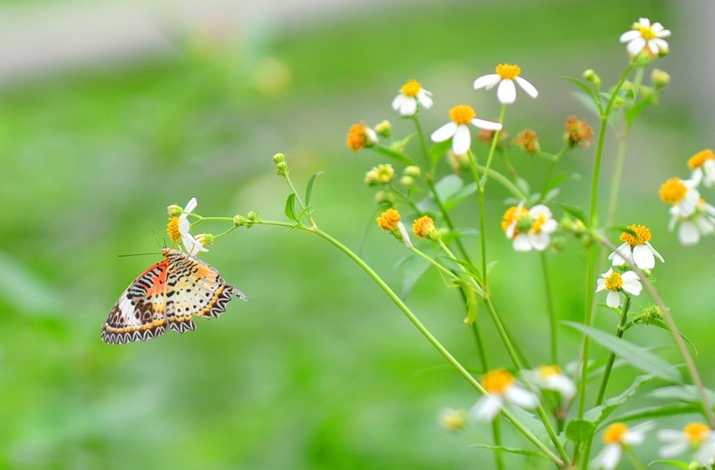 Wildflowers in March