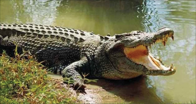 Người dân Cardwell Australia tổ chức tang lễ cho cá sấu 80 tuổi