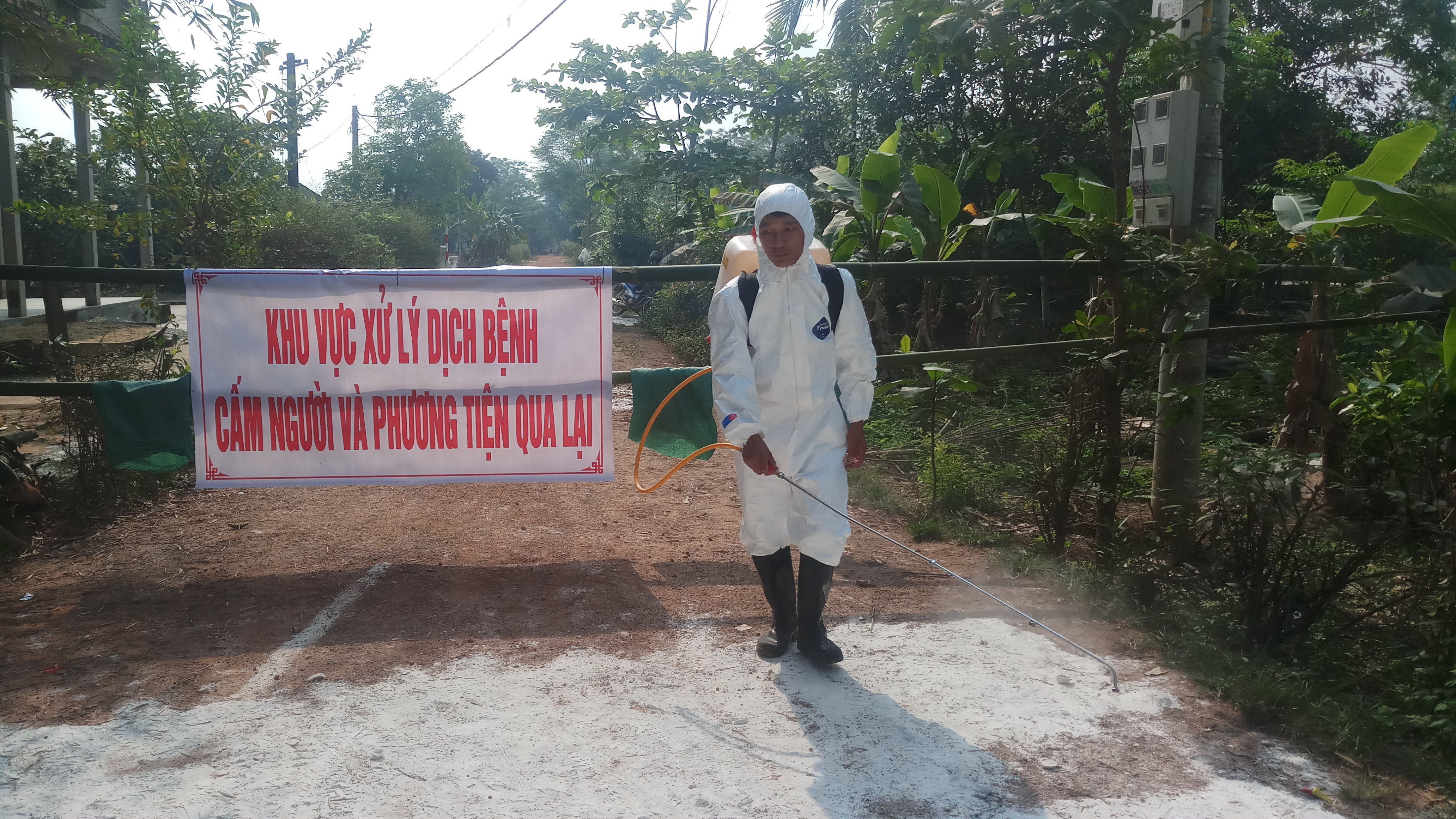 Phong Điền Tiếp tục giám sát dịch tả lợn châu Phi