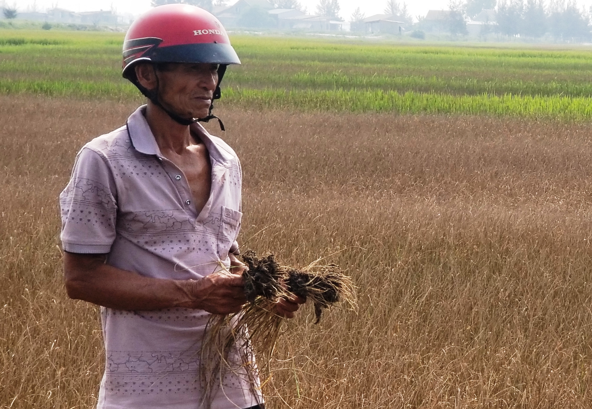 Hàng trăm ha lúa đang thiếu nước
