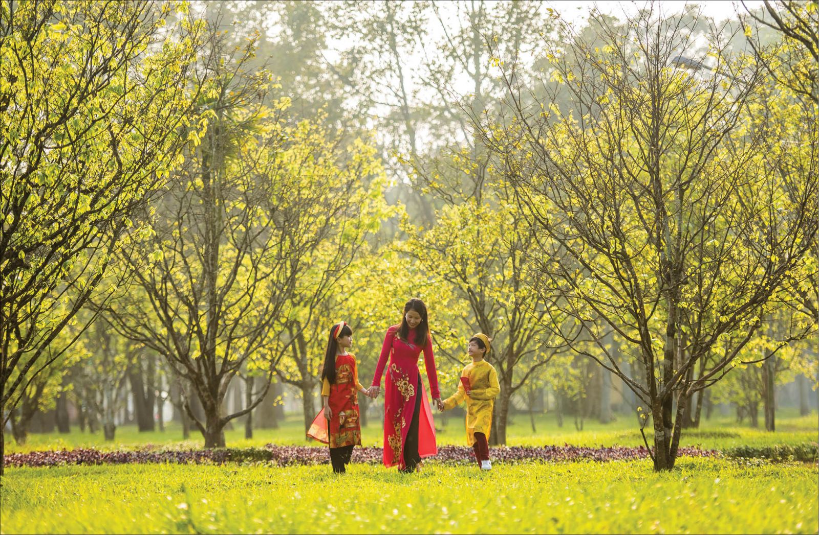 The City of Hoang Mai yellow apricot blossom