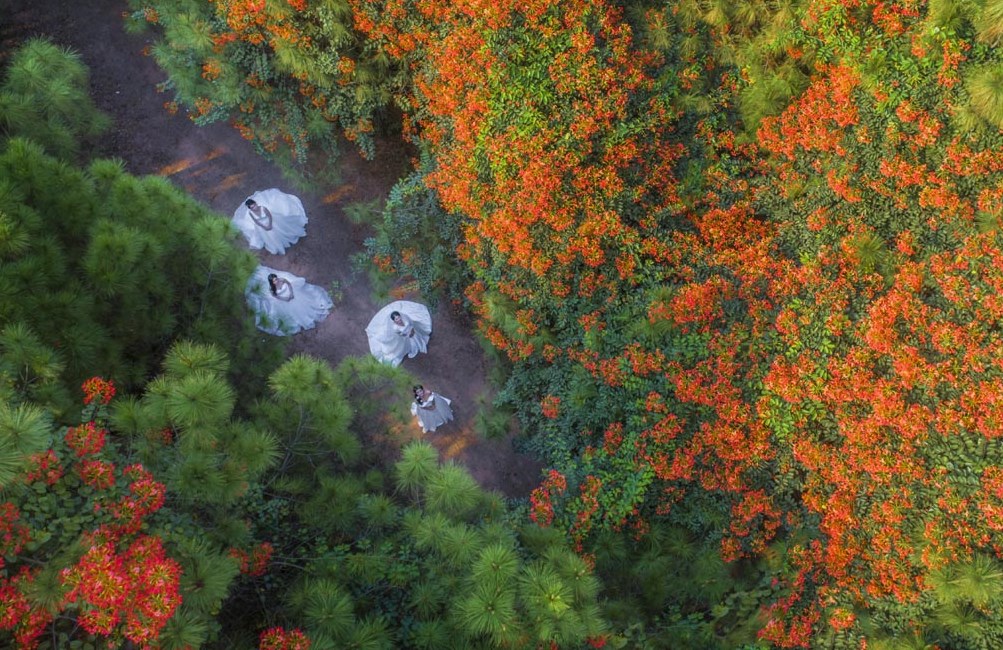 Wild flamboyant flowers in town