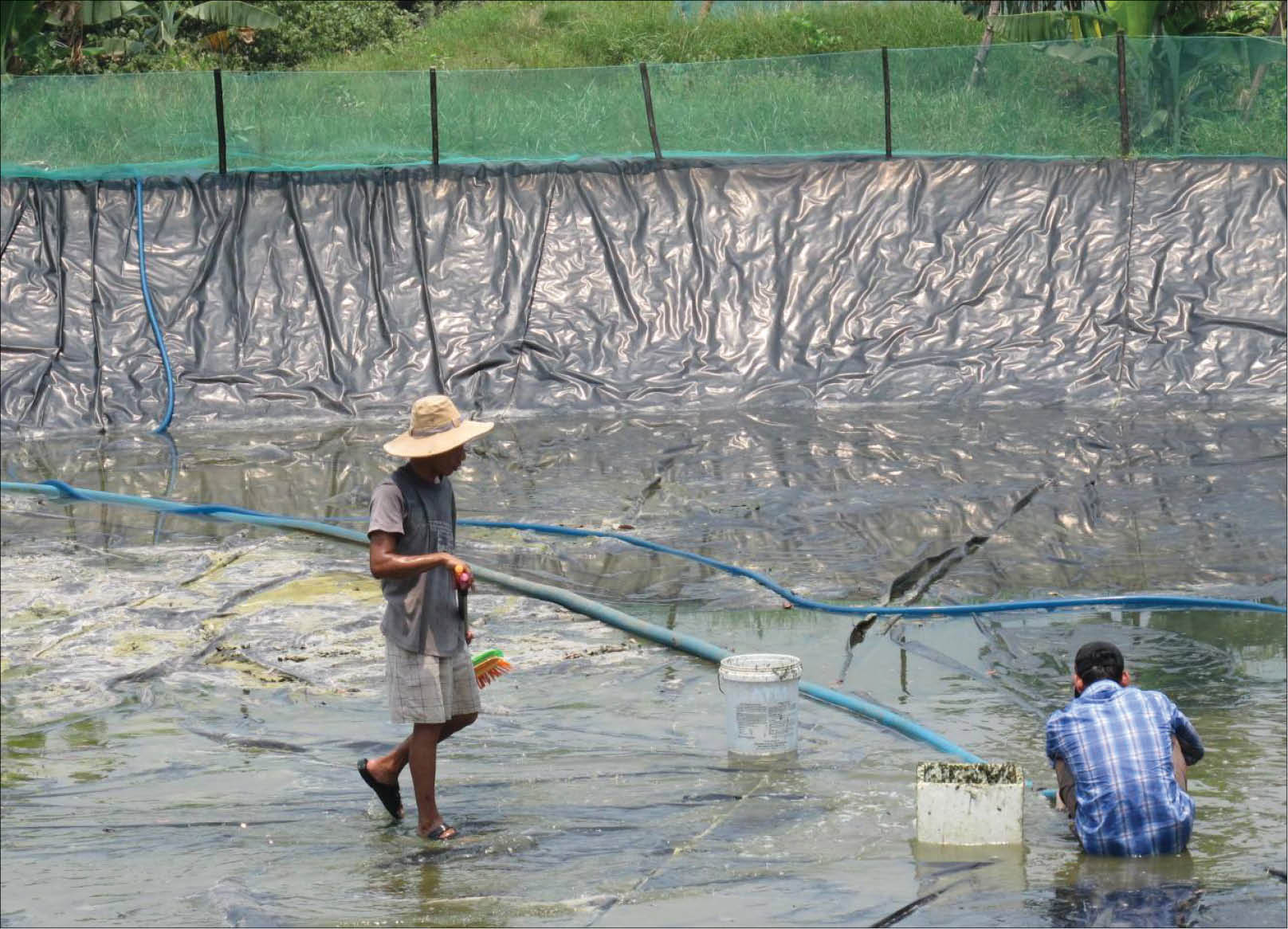 Hói Mít, Hói Dừa Làm giàu không còn là giấc mơ