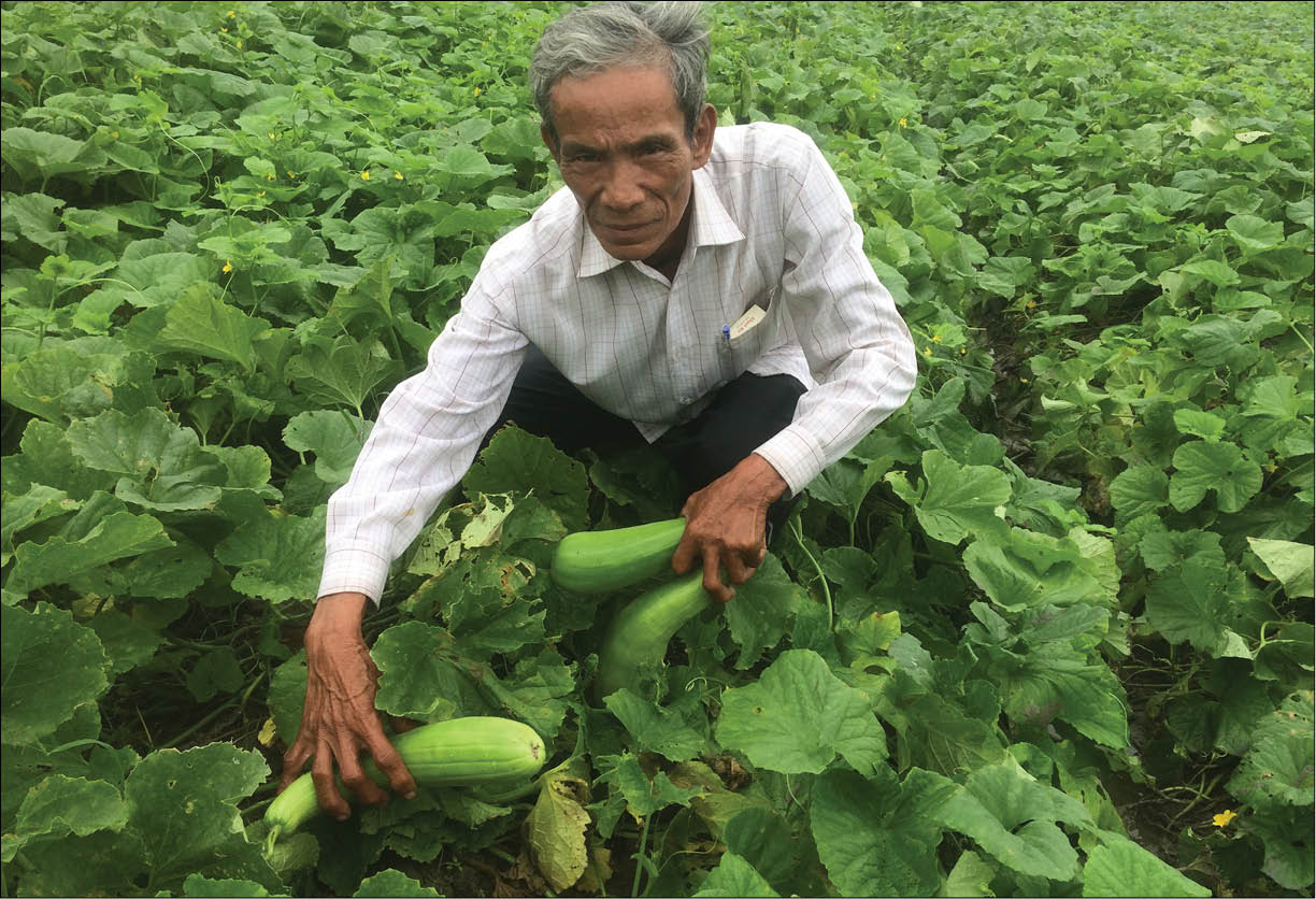 Dưa gang Thủy Châu vào mùa thu hoạch