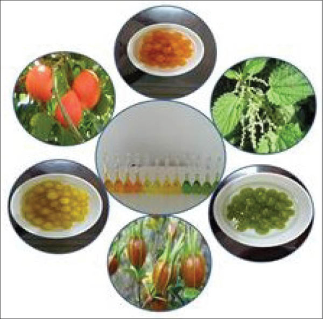 Học sinh lớp 9 nghiên cứu sản xuất phẩm màu tự nhiên