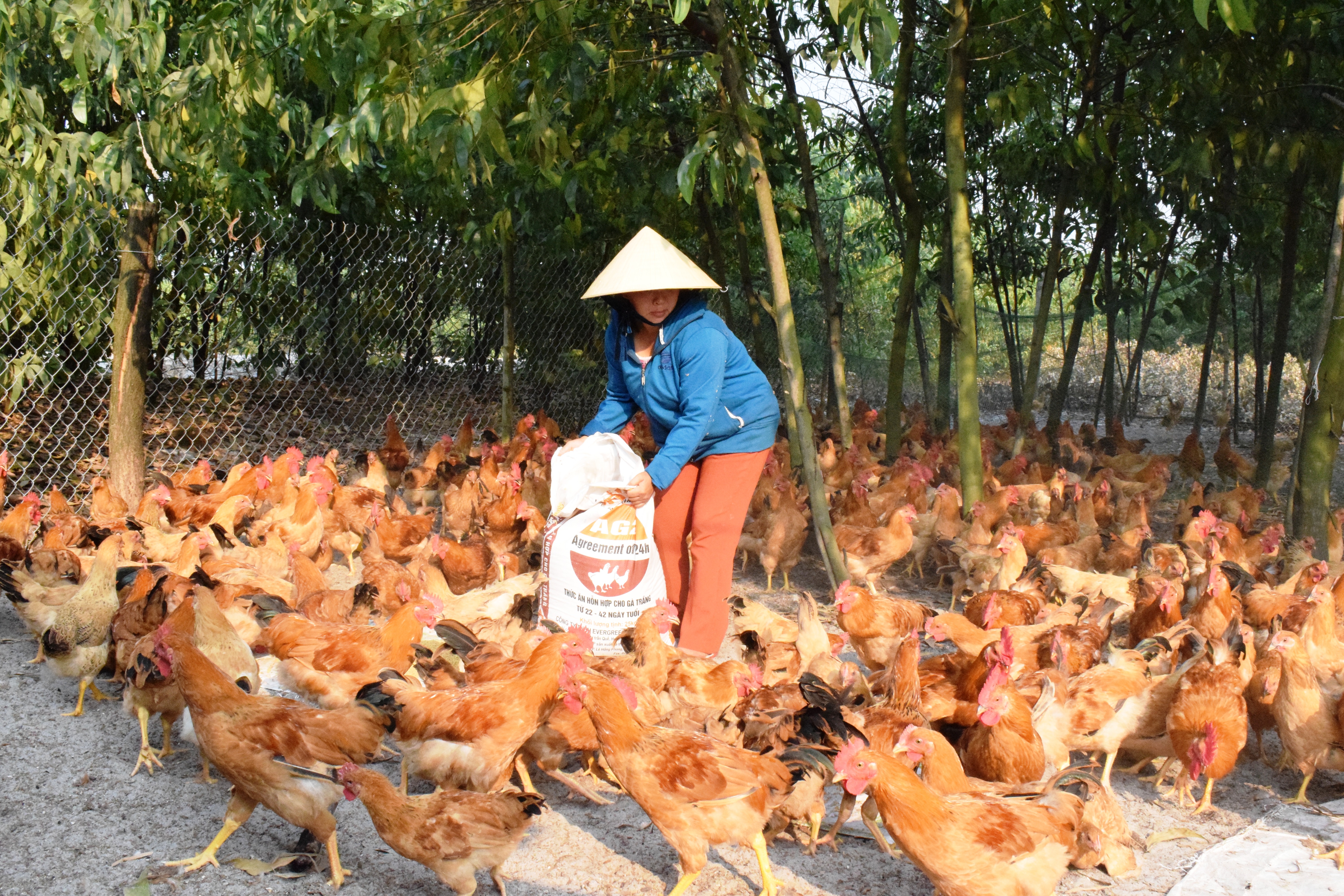 Gia cầm tăng giá