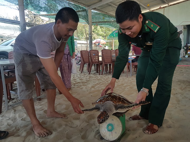 Another rare turtle released into the sea
