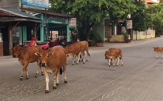 Từ vụ tai nạn giao thông liên quan đến bò
