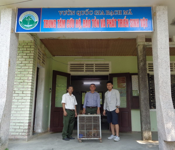 Thả cá thể mèo rừng quý hiếm về môi trường tự nhiên