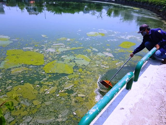 Cá chết gây mùi hôi ở hồ Kiểm Huệ
