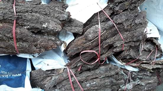 Ồ ạt khai thác vỏ thông khô để bán