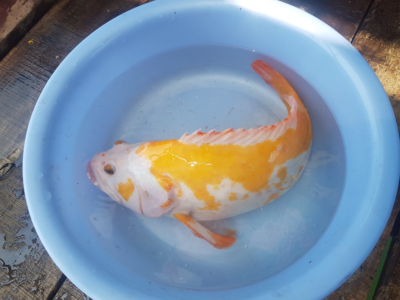 Loài cá lạ mắc lưới ngư dân chưa ghi nhận xuất hiện ở Việt Nam