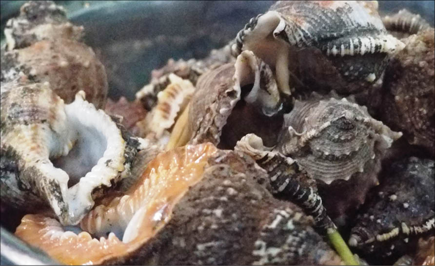 Nhân nhẩn ốc gai