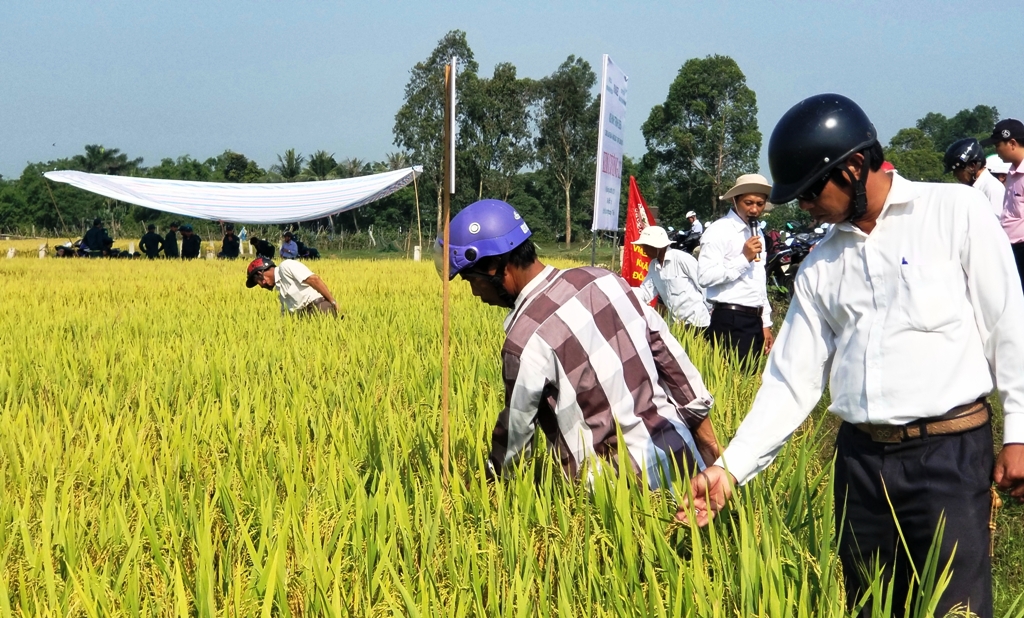 Giống lúa Kim Cương 111 đạt năng suất gần 76 tạ ha
