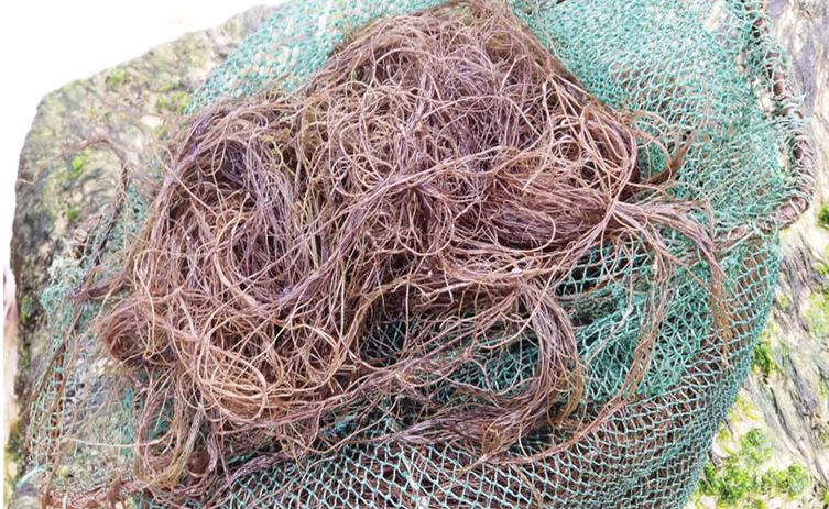 Rau câu khởi đầu mùa cá